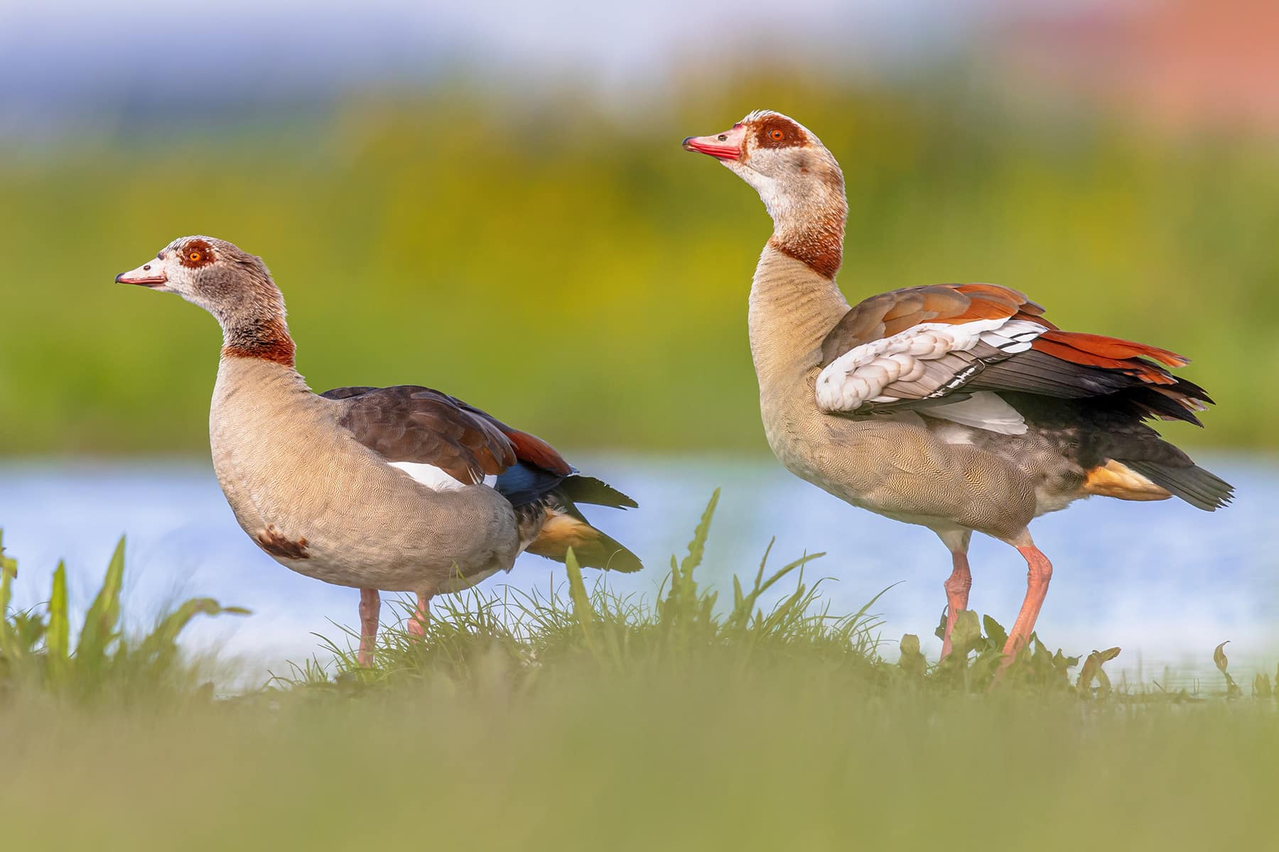 Nilgans (Alopochen aegyptiaca)