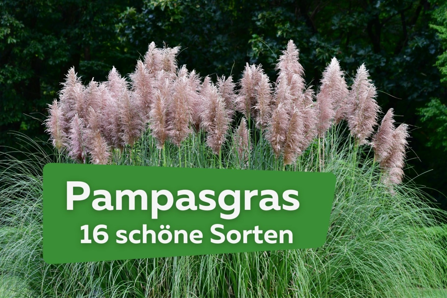 Pampasgras 16 schöne Sorten für den Garten