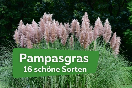 Pampasgras: 16 schöne Sorten für den Garten