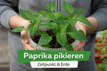 Paprika pikieren Titel