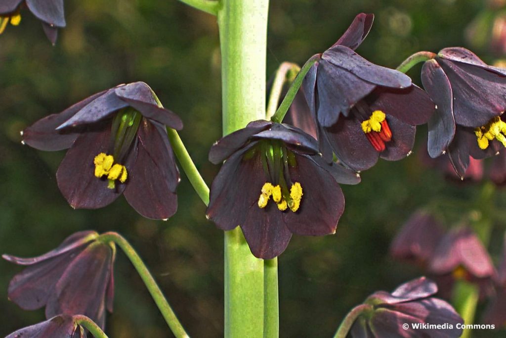 Persische Glockenlilie (Persische Kaiserkrone, wiss. Bezeichnung Fritillaria persica)