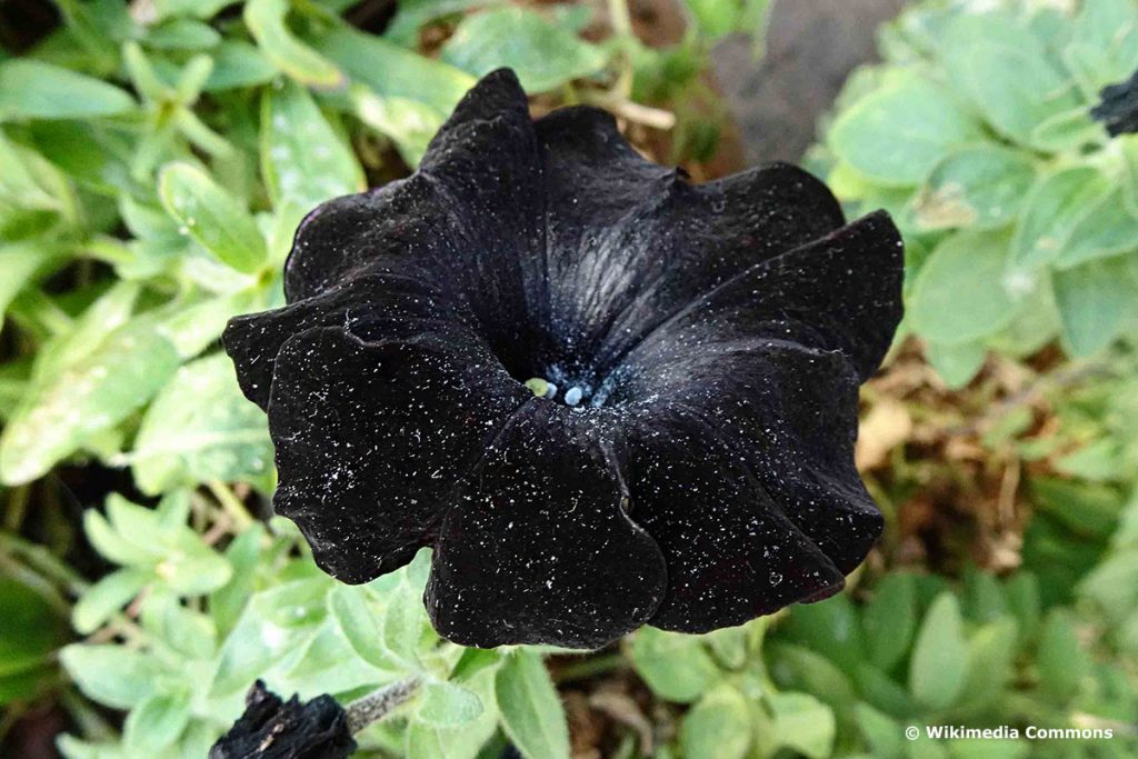 Petunie (Petunia)