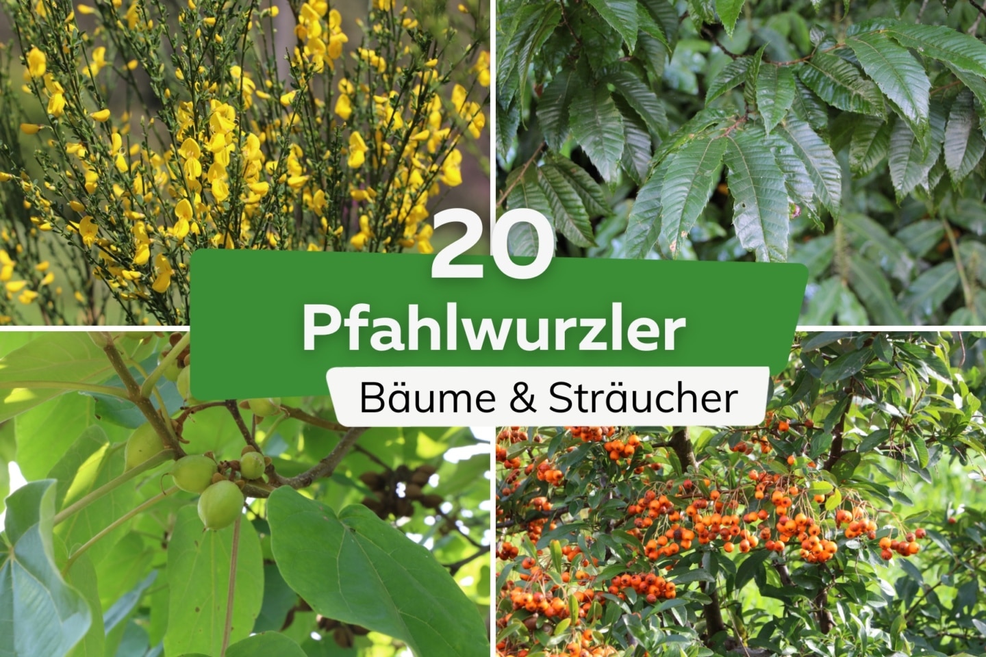 Pfahlwurzler 20 tiefwurzelnde Bäume & Sträucher