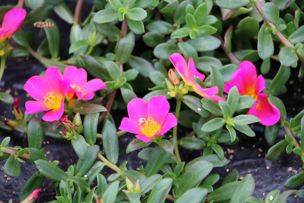 Portulakröschen (Portulaca grandiflora)