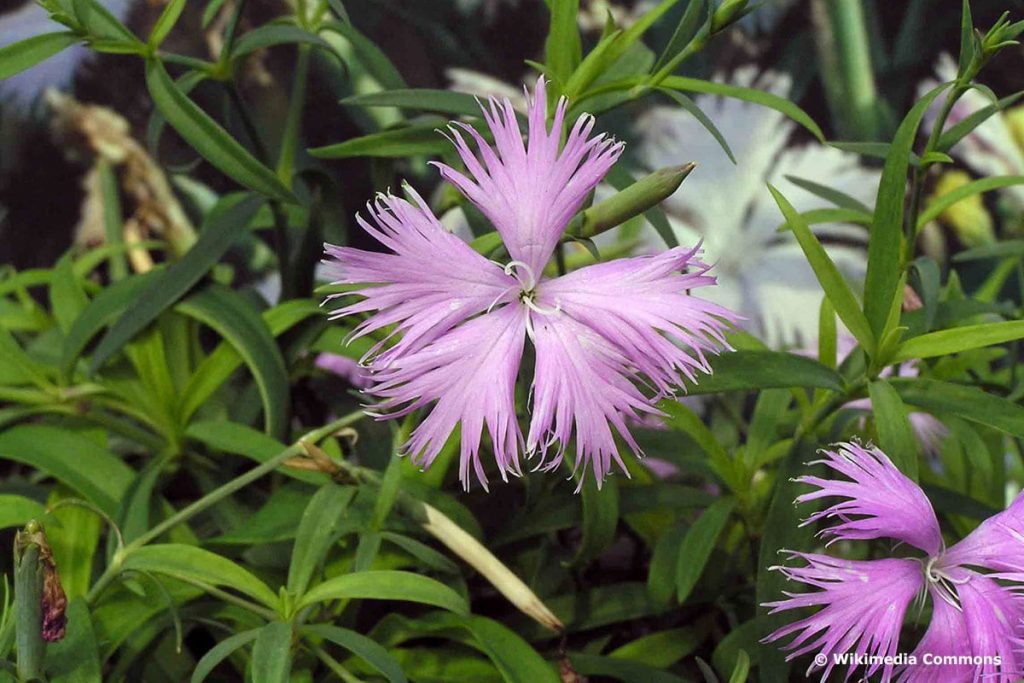 Prachtnelken (Dianthus superbus)