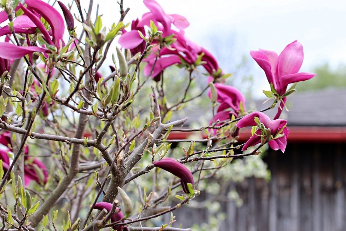 Purpur-Magnolien-Sträucher (Magnolia liliiflora), rosa Blüten Sträucher