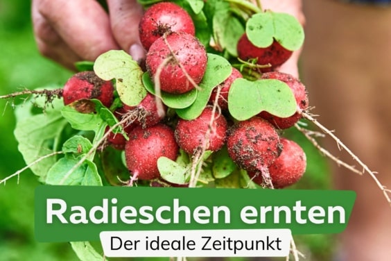 Radieschen ernten: wann ist der ideale Zeitpunkt?