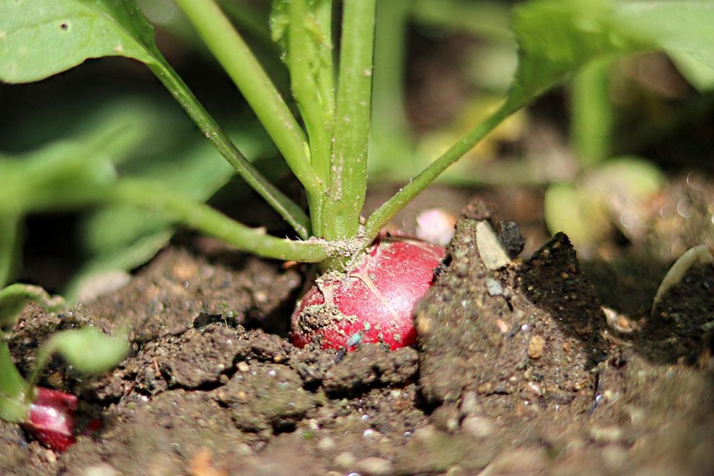 Radieschen ernten