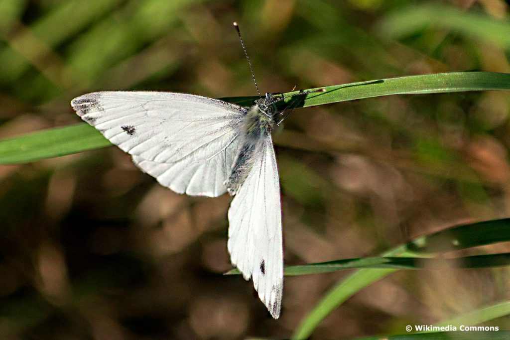 Rapsweißling (Pieris napi)