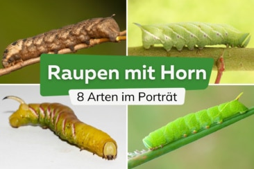 Raupen mit Horn bestimmen: 8 Arten mit Bild