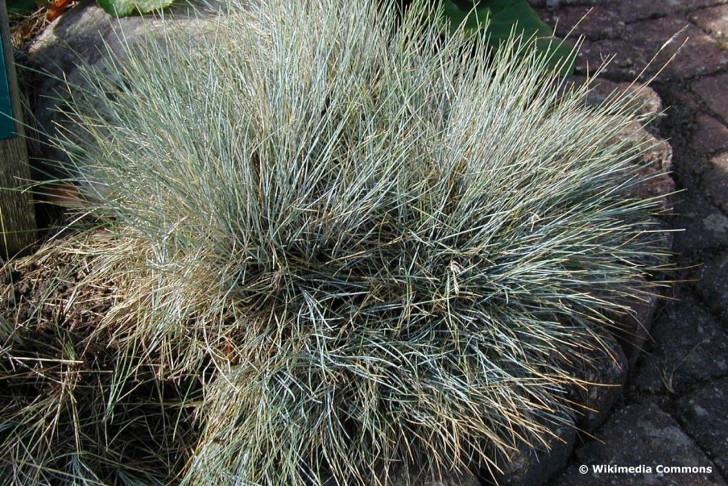 Regenbogenschwingel (Festuca amethystina)