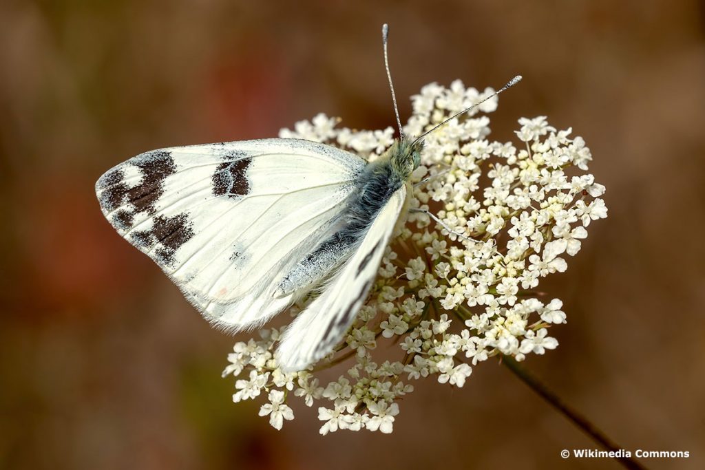 Resedafalter (Pontia edusa)