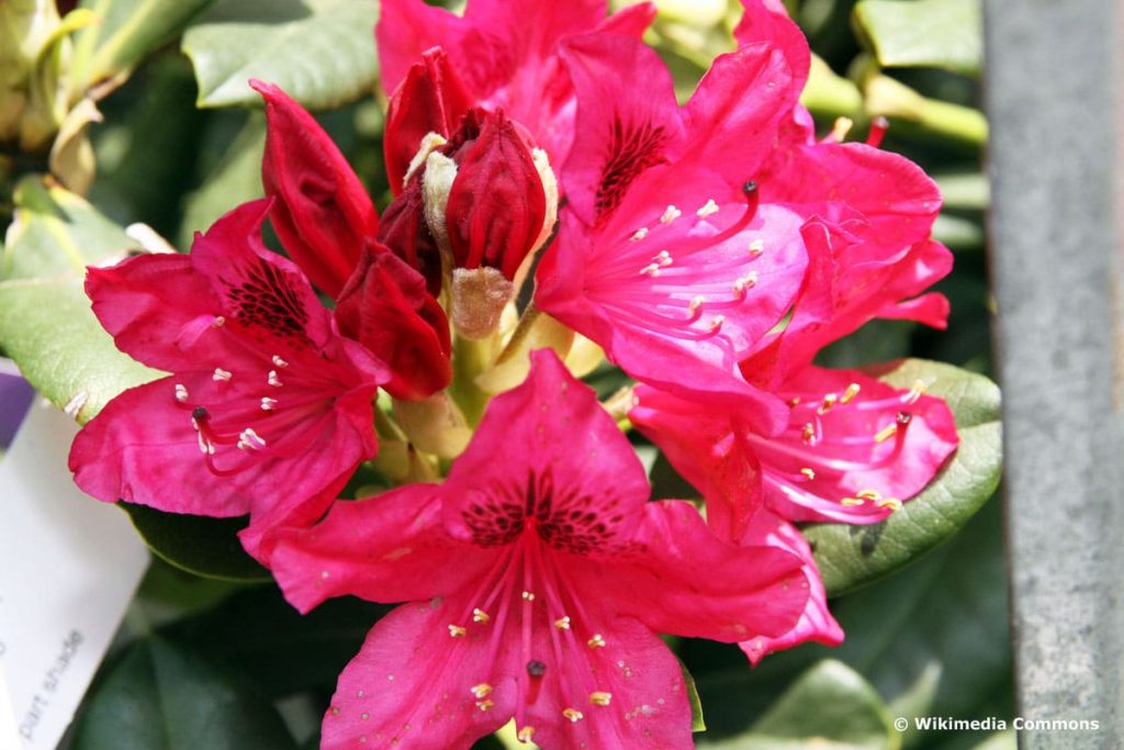 Rhododendron 'Nova Zembla'