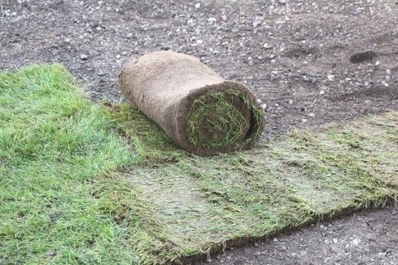 Gemeine Rispe im Rasen was tun gegen Wildgras?