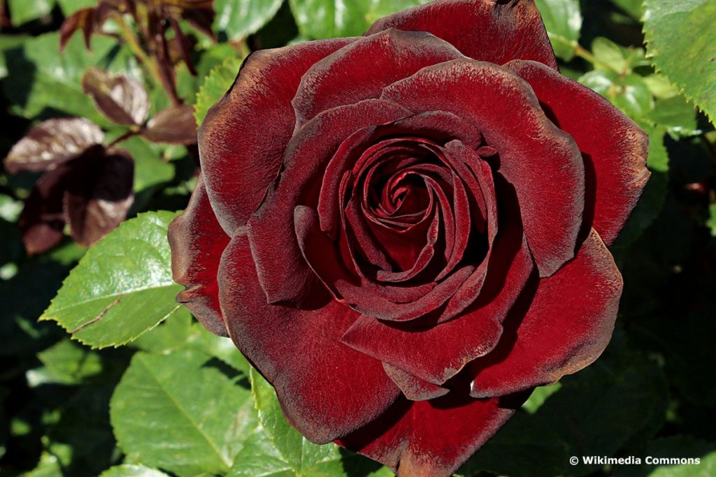 Rosen (Rosa), Schwarze Madonna