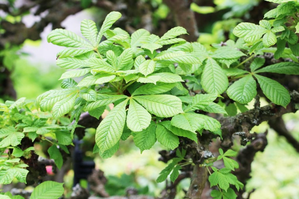 Kastanienbaum - Aesculus hippocastanum 'Monstrosa'