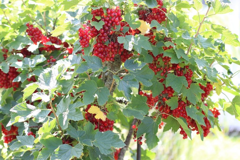 Rote Johannisbeere - Ribes rubrum