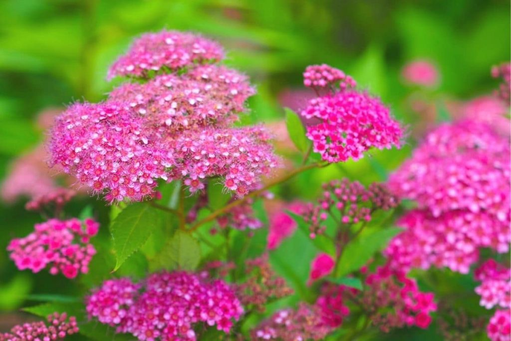 Sträucher mit roten Blüten - Rote Sommerspiere 'Anthony Waterer'