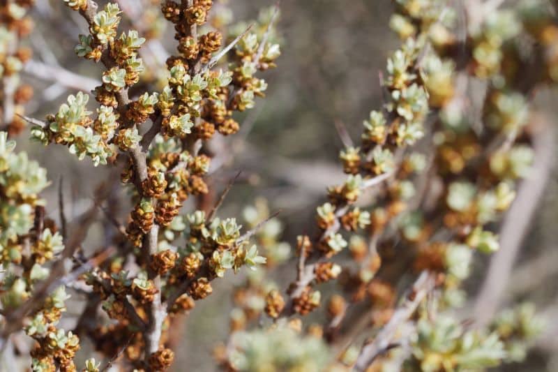 Sanddorn (Hippophae rhamnoides)