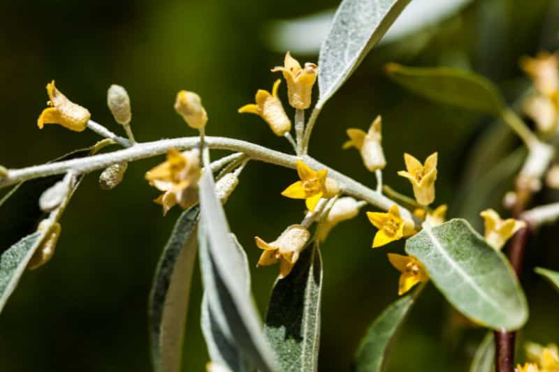 Schmalblättrige Ölweide (Elaeagnus angustifolia)