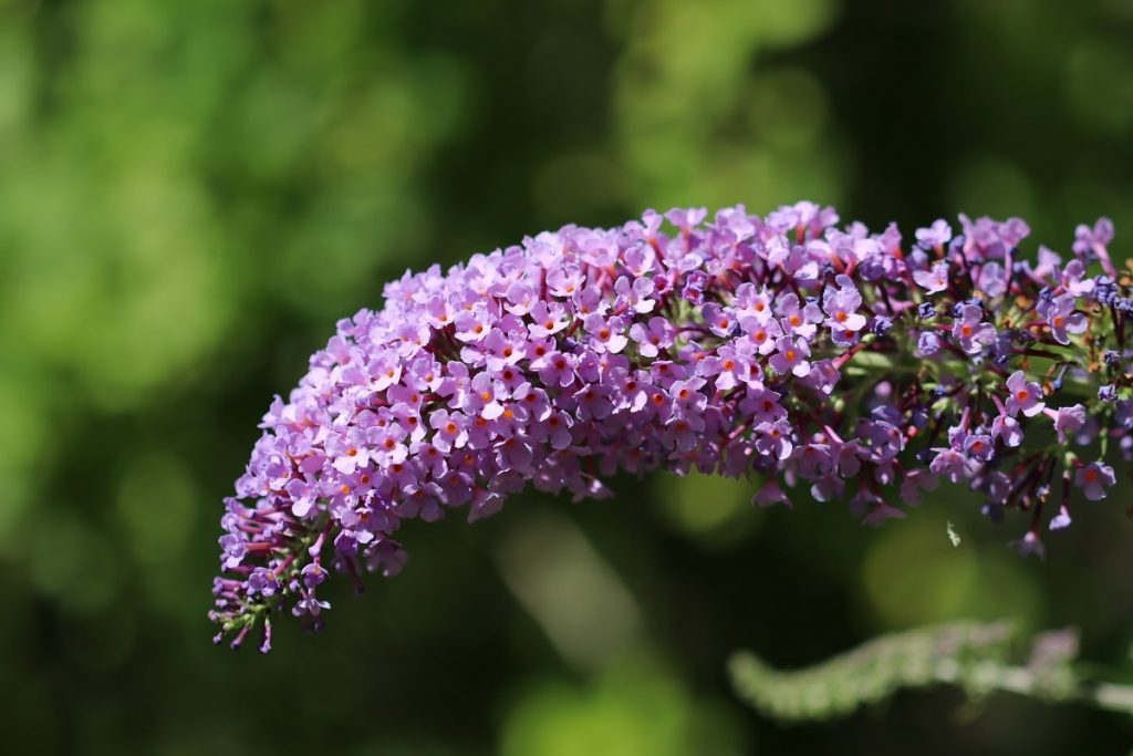 Schmetterlingsflieder - Buddleja davidii