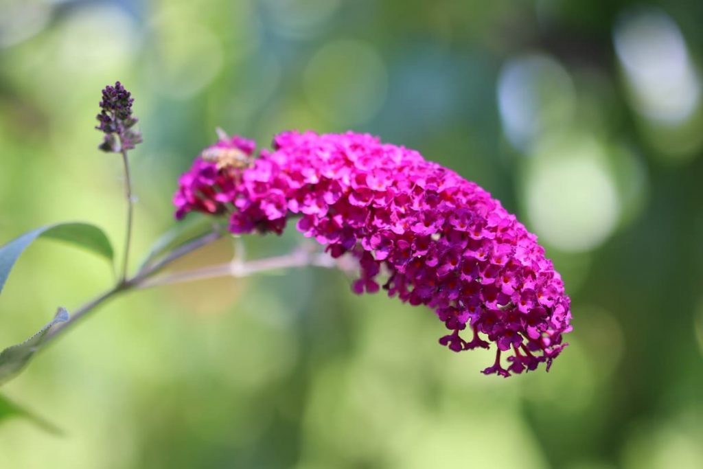 Schmetterlingsflieder - Buddleja davidii