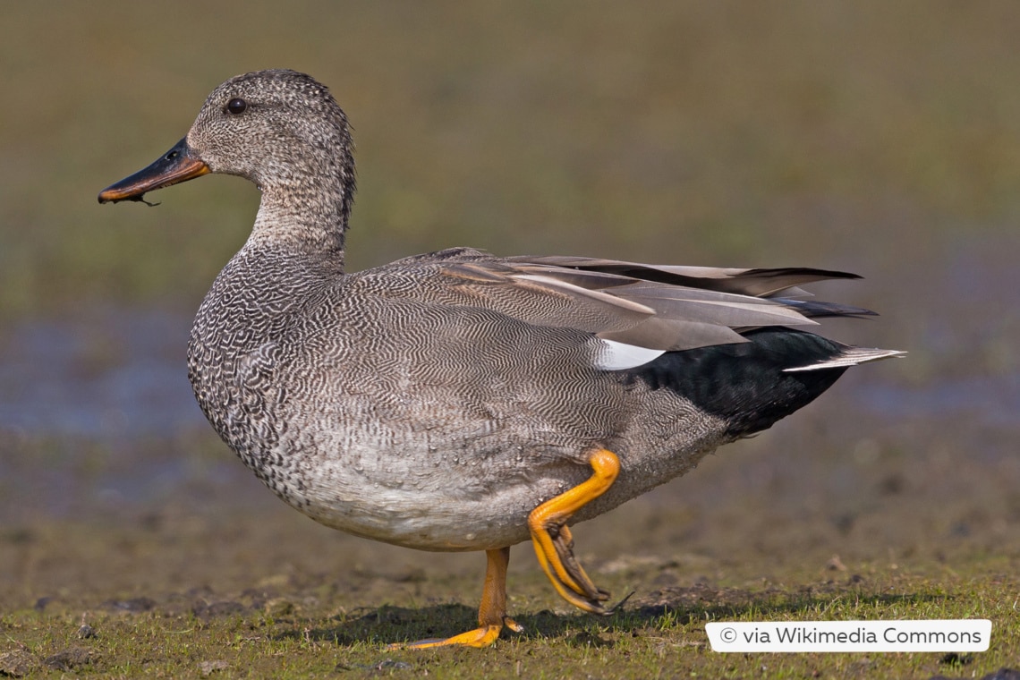 Schnatterente (Mareca strepera)