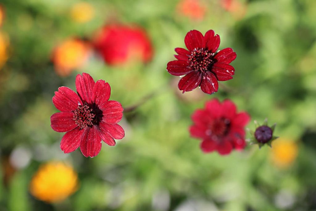 Schokoladen-Kosmee (Cosmos atrosanguineus)