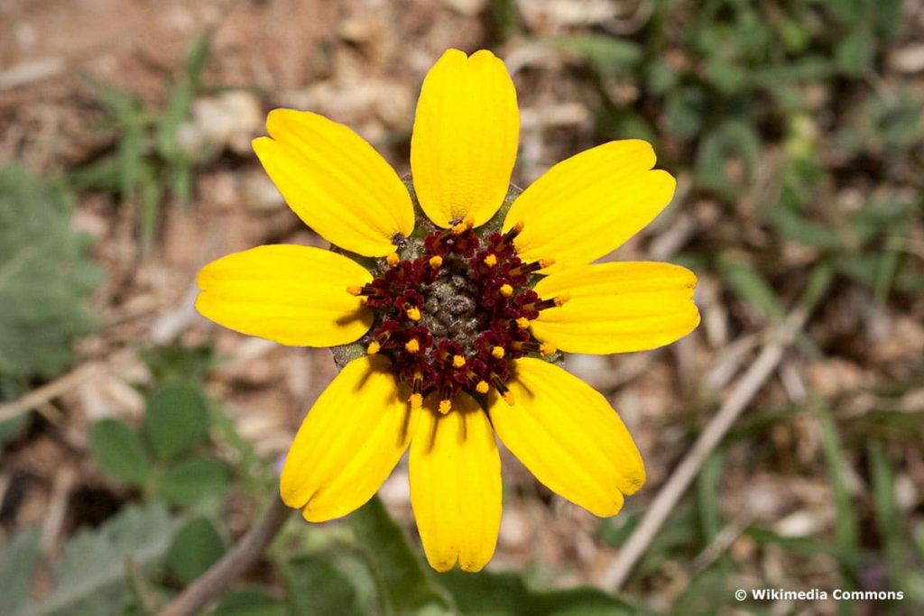 Schokoladenblume (Berlandiera lyrata)