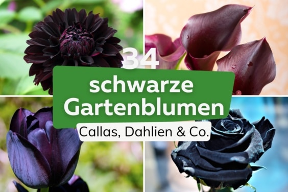 34 schwarze Blumen für deinen Garten