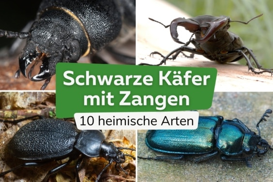 Schwarzer Käfer mit Zangen: 10 heimische Arten