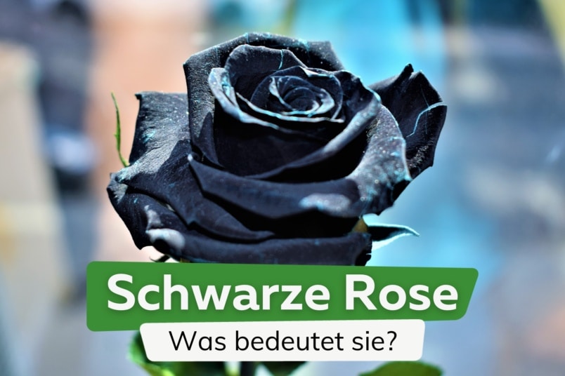 Bedeutung: was sagt eine schwarze Rose aus?