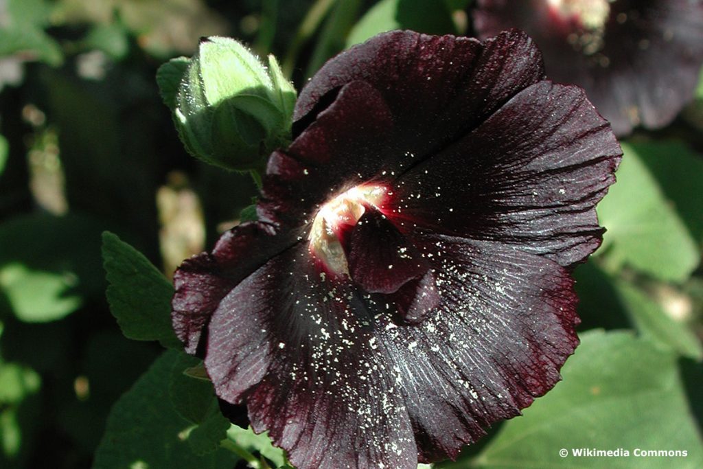 Schwarze Stockrose (Alcea rosea nigra)