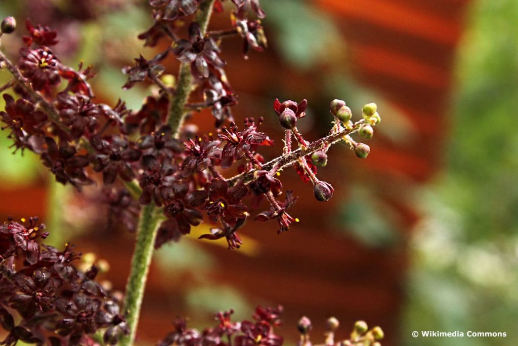 Schwarzer Germer (Veratrum nigrum)