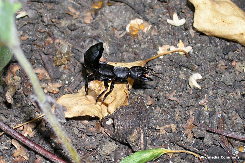 Schwarzer Moderkäfer (Ocypus olens), schwarzer Käfer Zangen