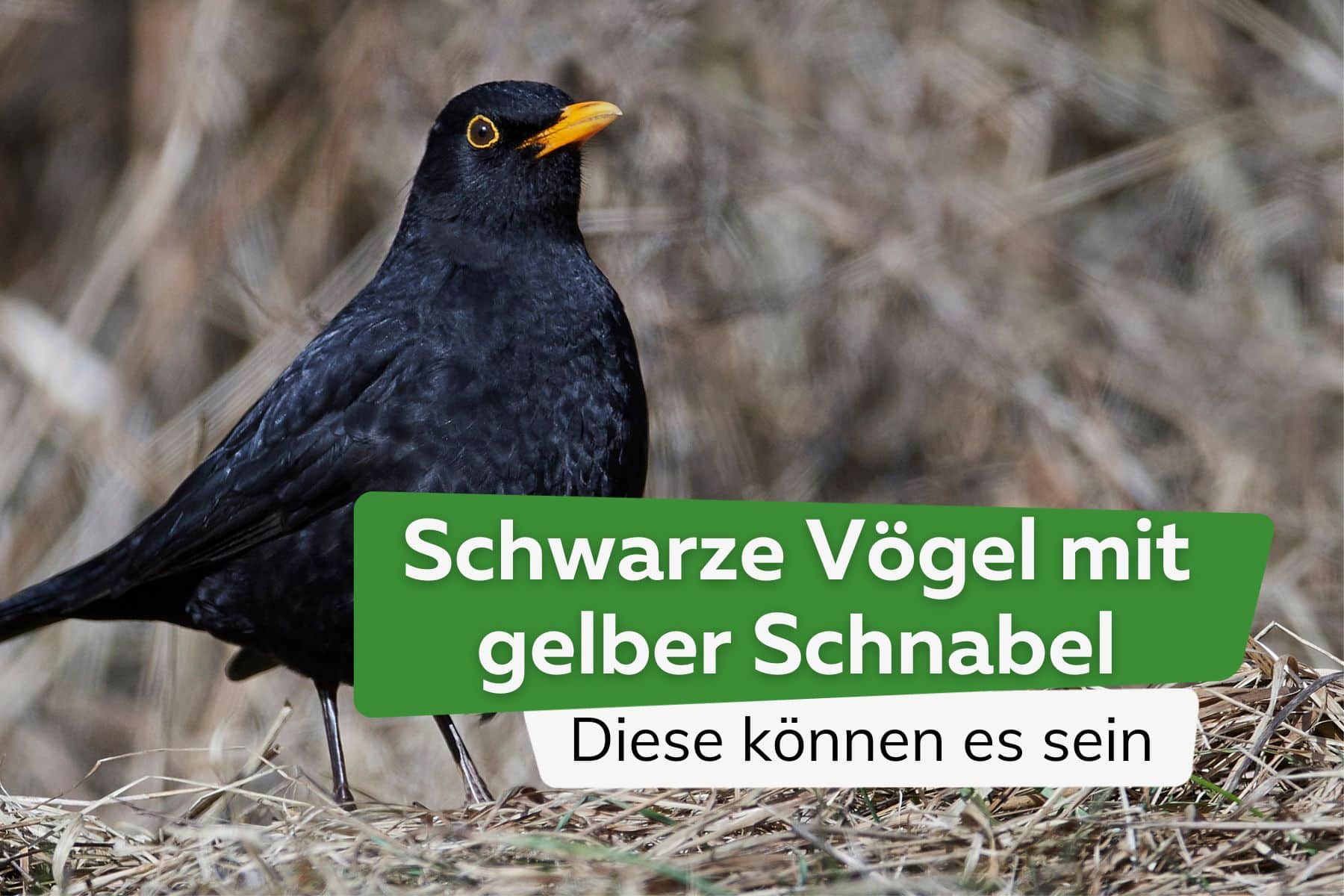 Schwarzer Vogel, gelber Schnabel: wer ist es?