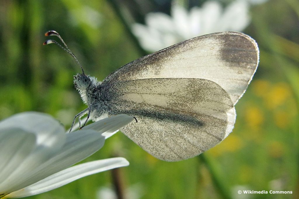 Senfweißling (Leptidea reali/sinapis), weißer Schmetterling