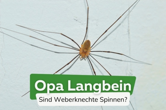 Opa Langbein: ist der Weberknecht eine Spinne?