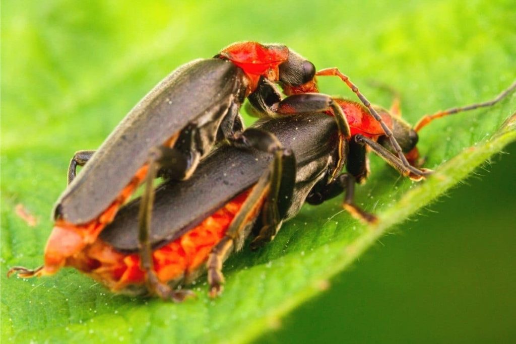 Soldatenkäfer - Cantharis fusca