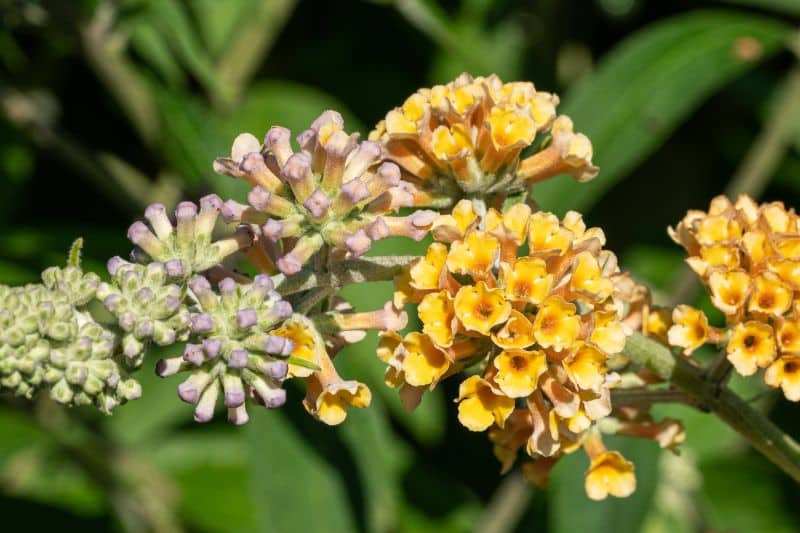 Sommerflieder (Buddleja weyeriana)