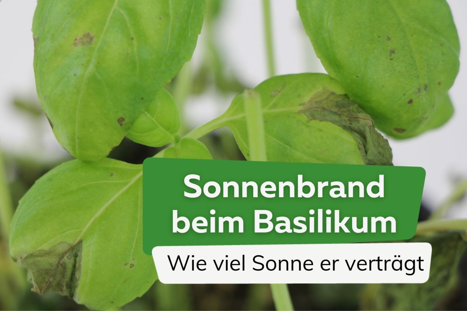 Standort von Basilikum Sonne oder Schatten?