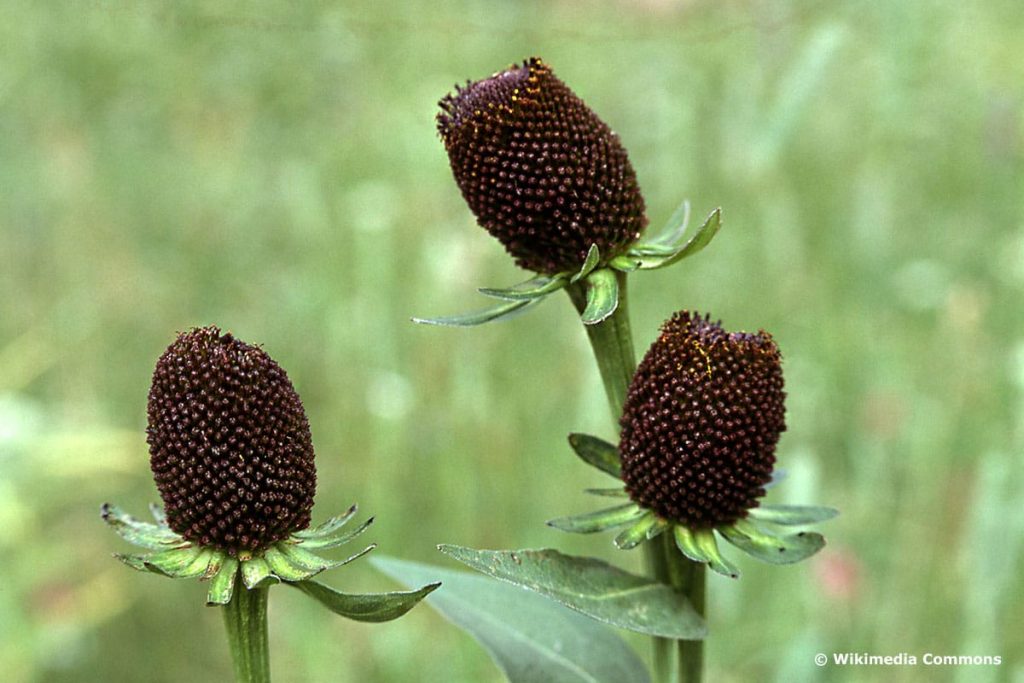 Sonnenhut "Green Wizard" (Rudbeckia occidentalis)