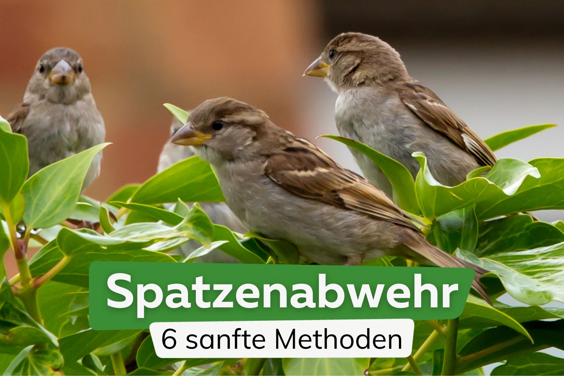 Spatzenabwehr: 6 Ideen um Spatzen zu vertreiben