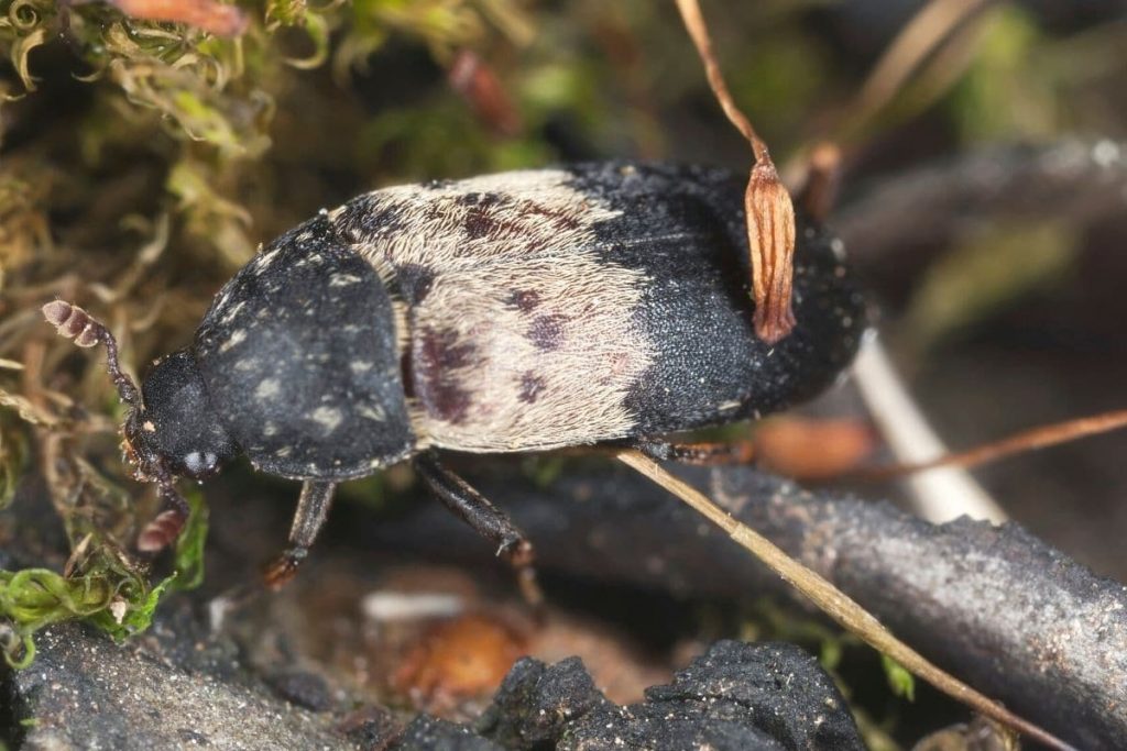 Speckkäfer - Dermestes lardarius