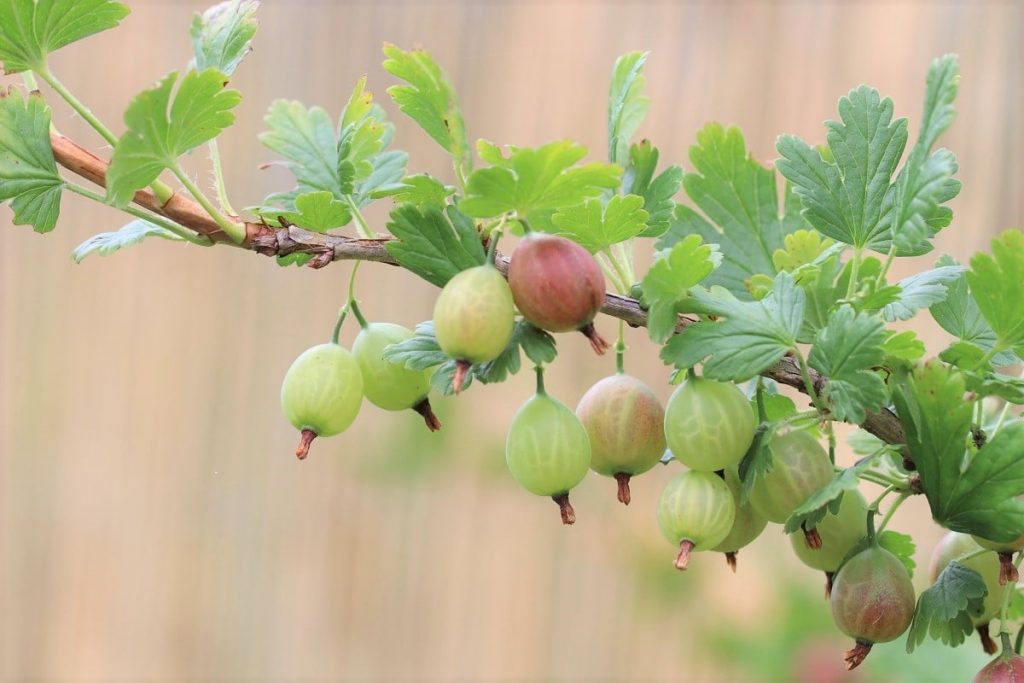 Stachelbeeren - Ribes uva-crispa