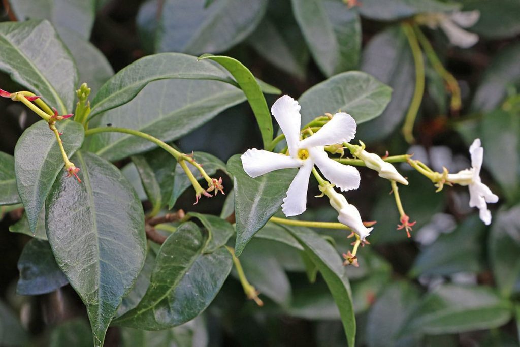 Sternjasmin (Trachelospermum jasminoides)