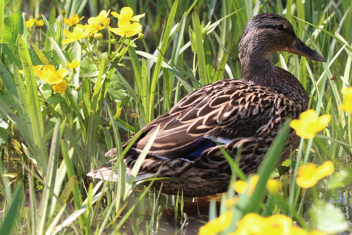 Stockente (Anas platyrhynchos), Weibchen