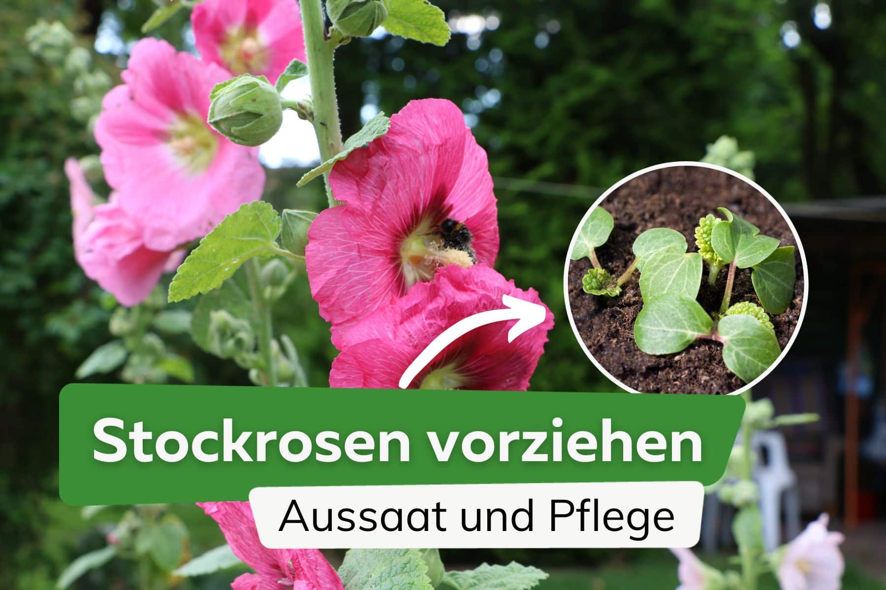 Stockrosen vorziehen: Aussaat und Pflege