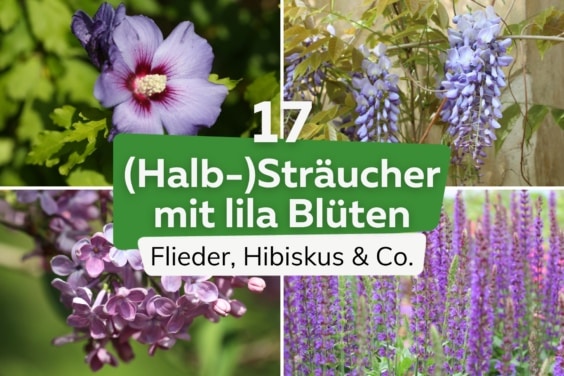 17 Sträucher mit lila Blüten: Liste von A-Z