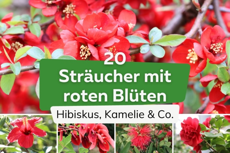 20 Sträucher mit roten Blüten: Liste von A-Z